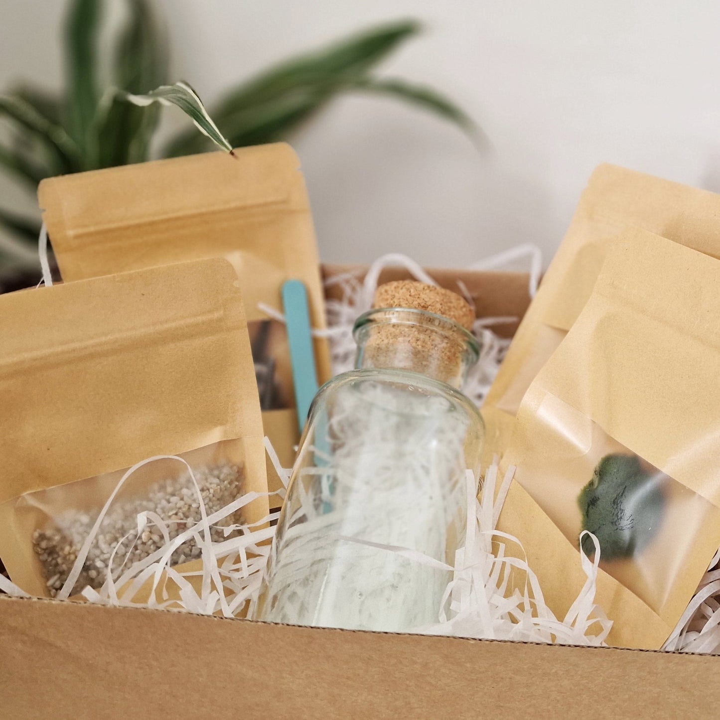 Marimo with a Happy Mushroom Friend 300ml