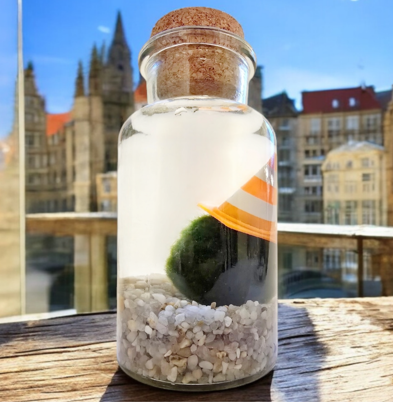 Marimo with a Traffic Cone