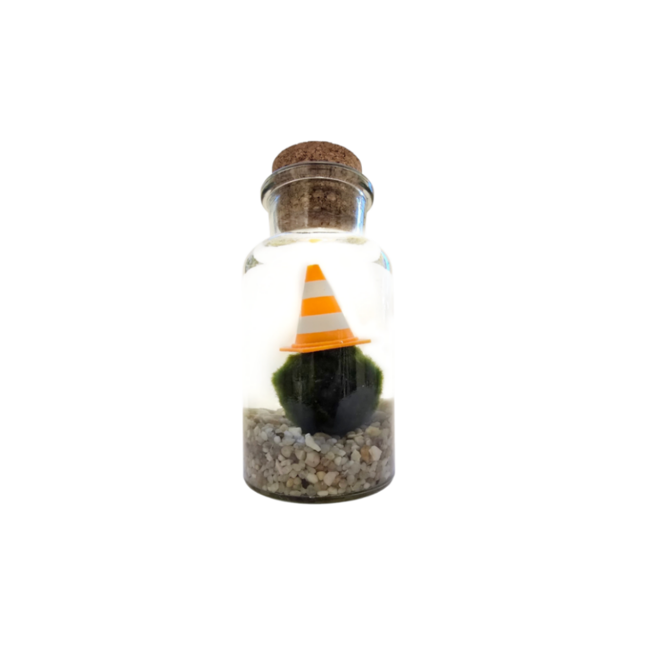 Marimo with a Traffic Cone
