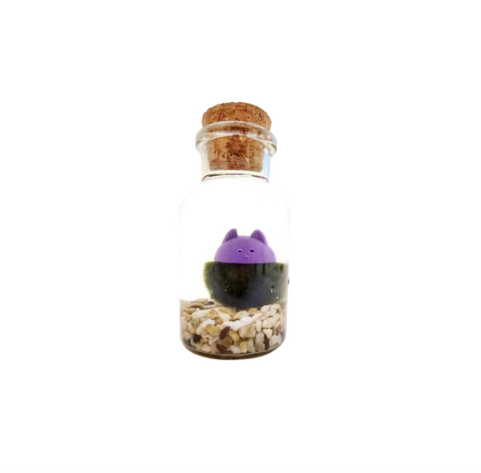 Marimo with a Cat Hat
