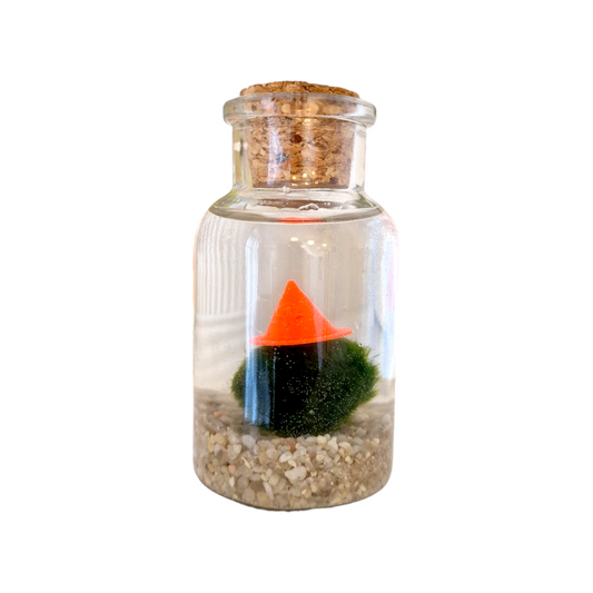 Magical Lil' Wizard Mossling! Marimo Moss Ball Pets with Hats