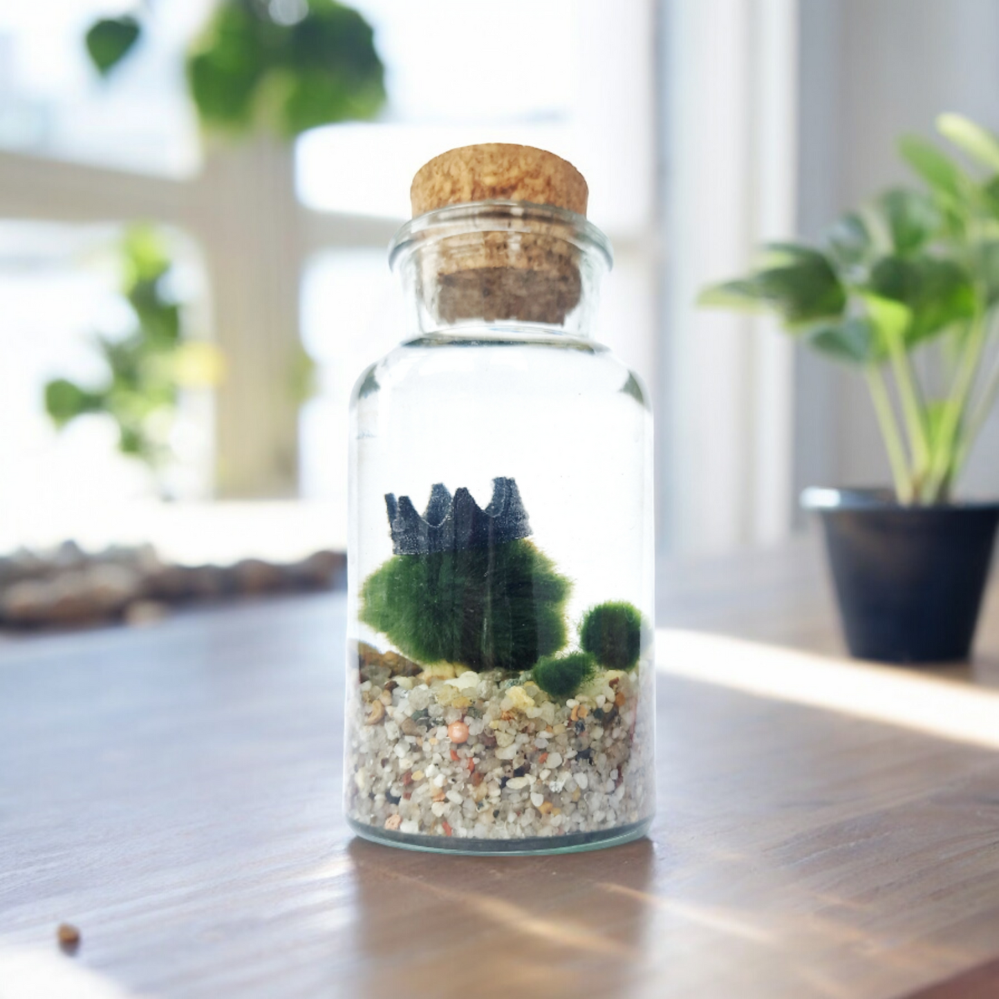 Marimo Family Triple Set