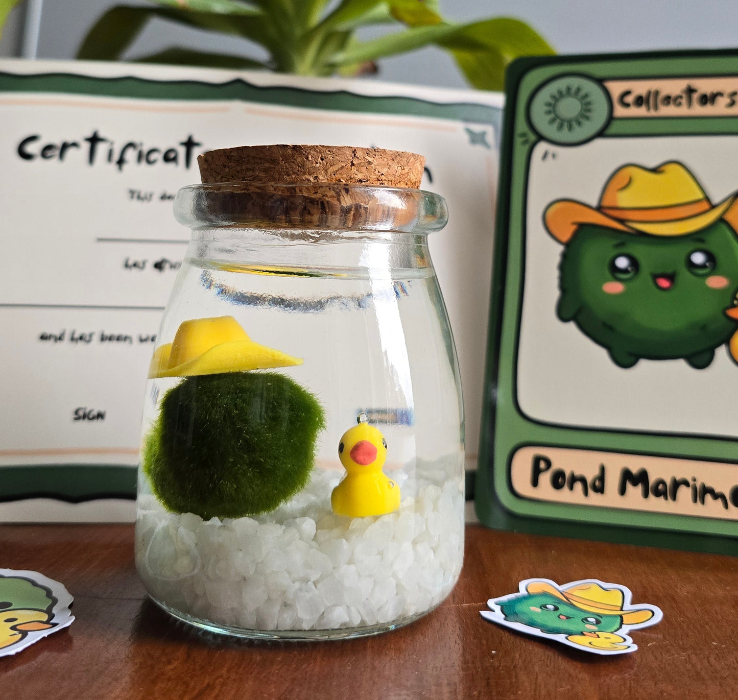 Plipp the Pond Marimo with Duckie