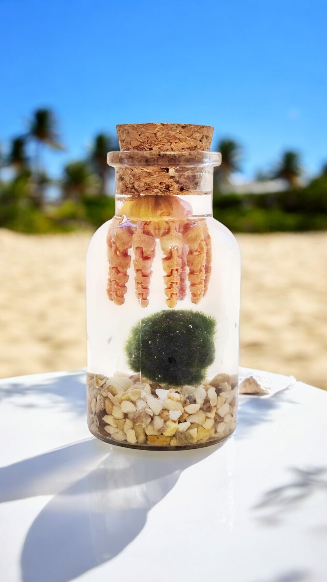 Marimo with an Octopus Friend