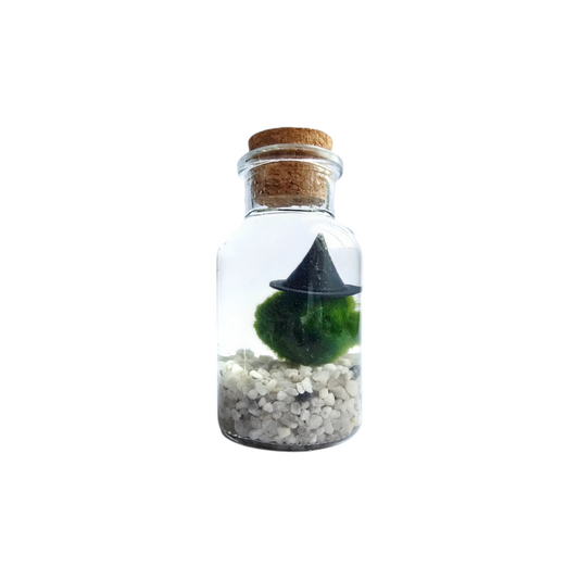 Wizard Marimo