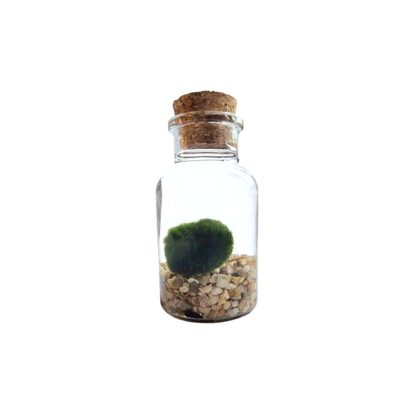 Plain Jane Marimo