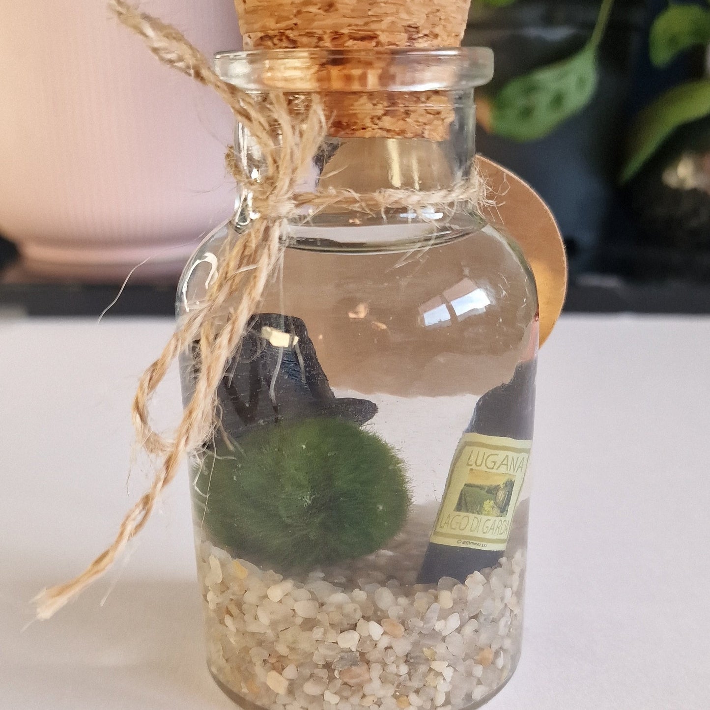 Dapper Marimo Moss Ball Pet with Wine Bottle