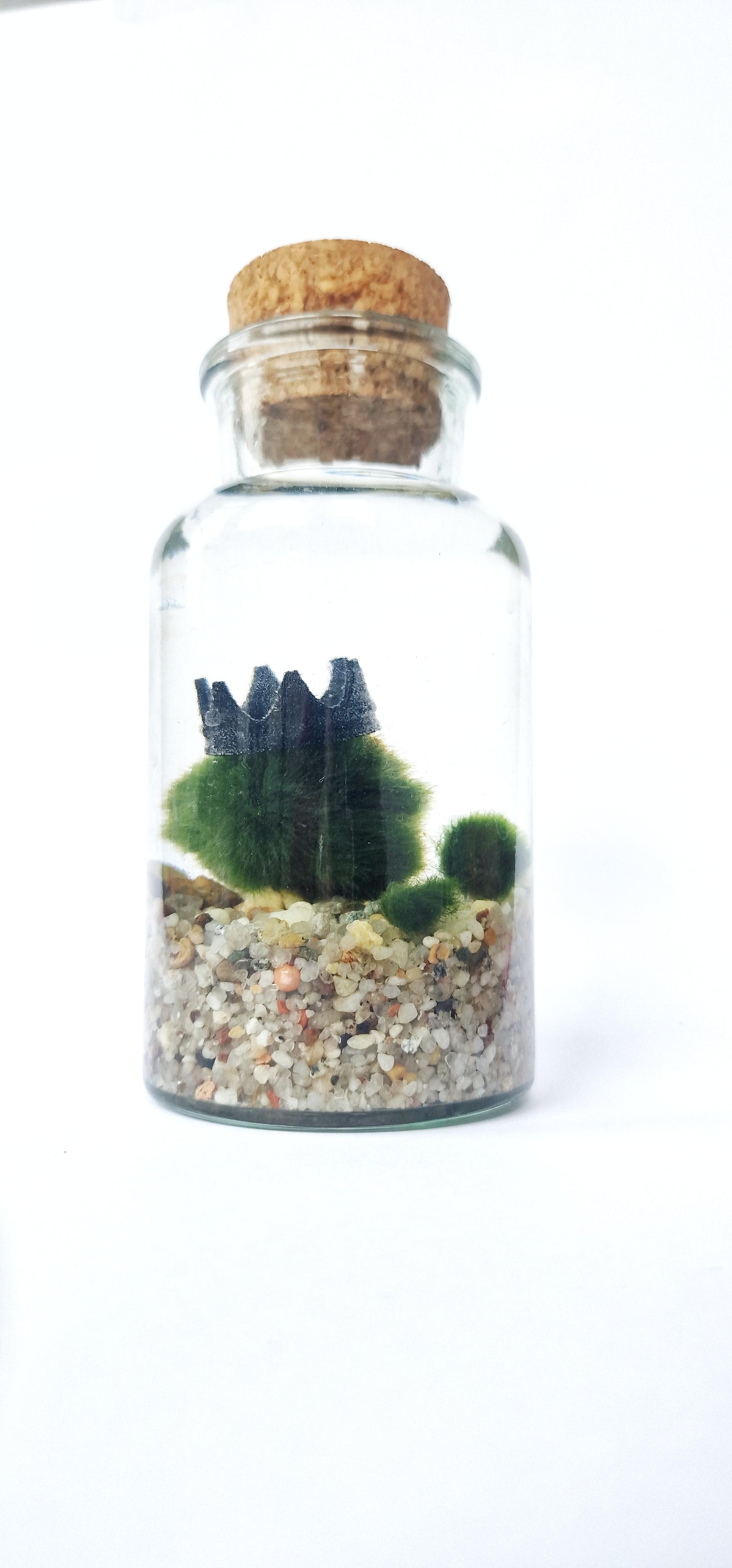 Marimo Family Triple Set