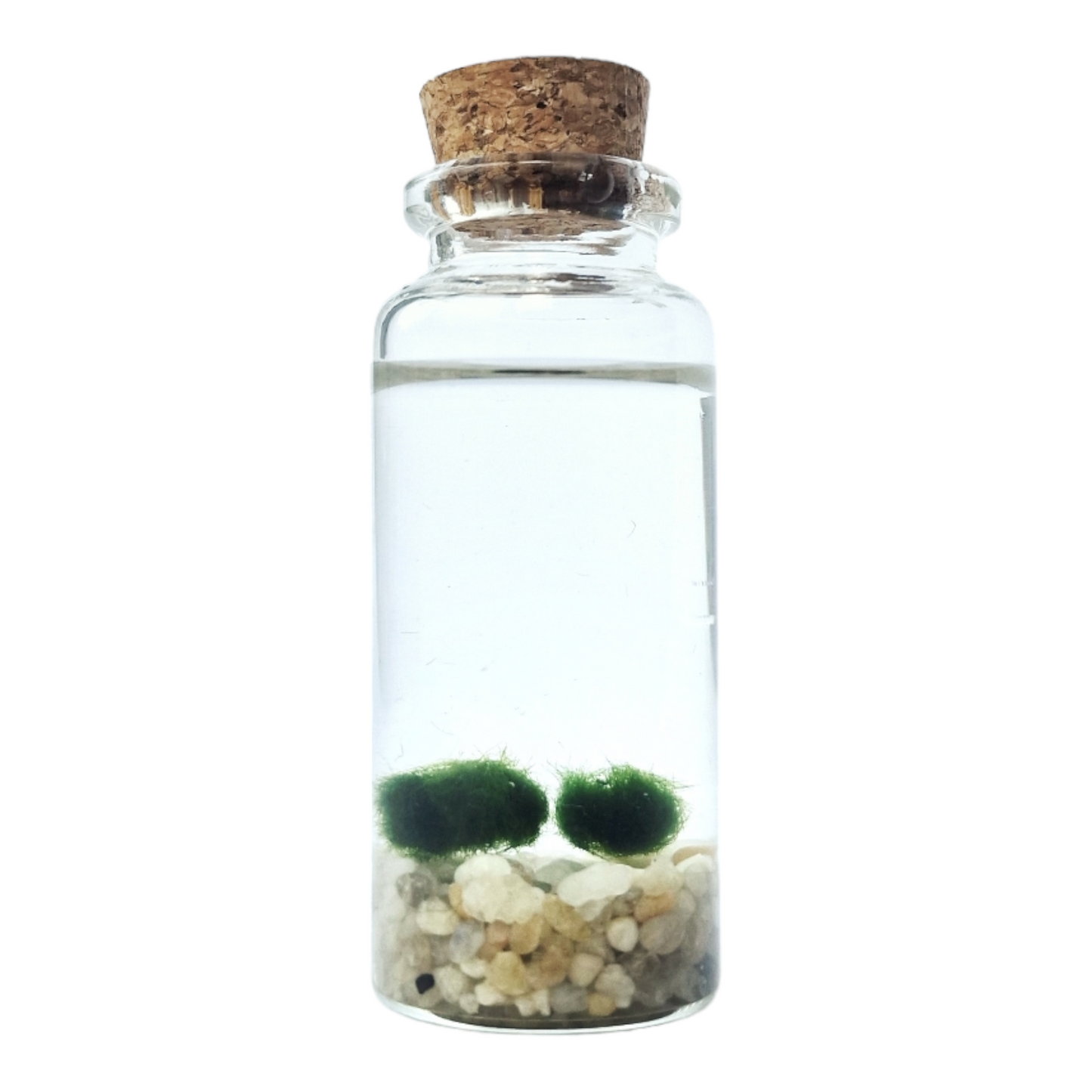 Twin Baby Marimo Moss Balls