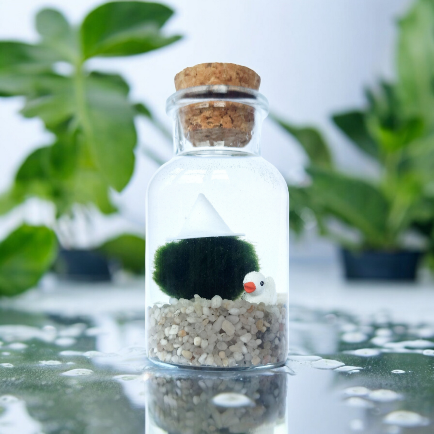 White Witch Marimo with Duckie