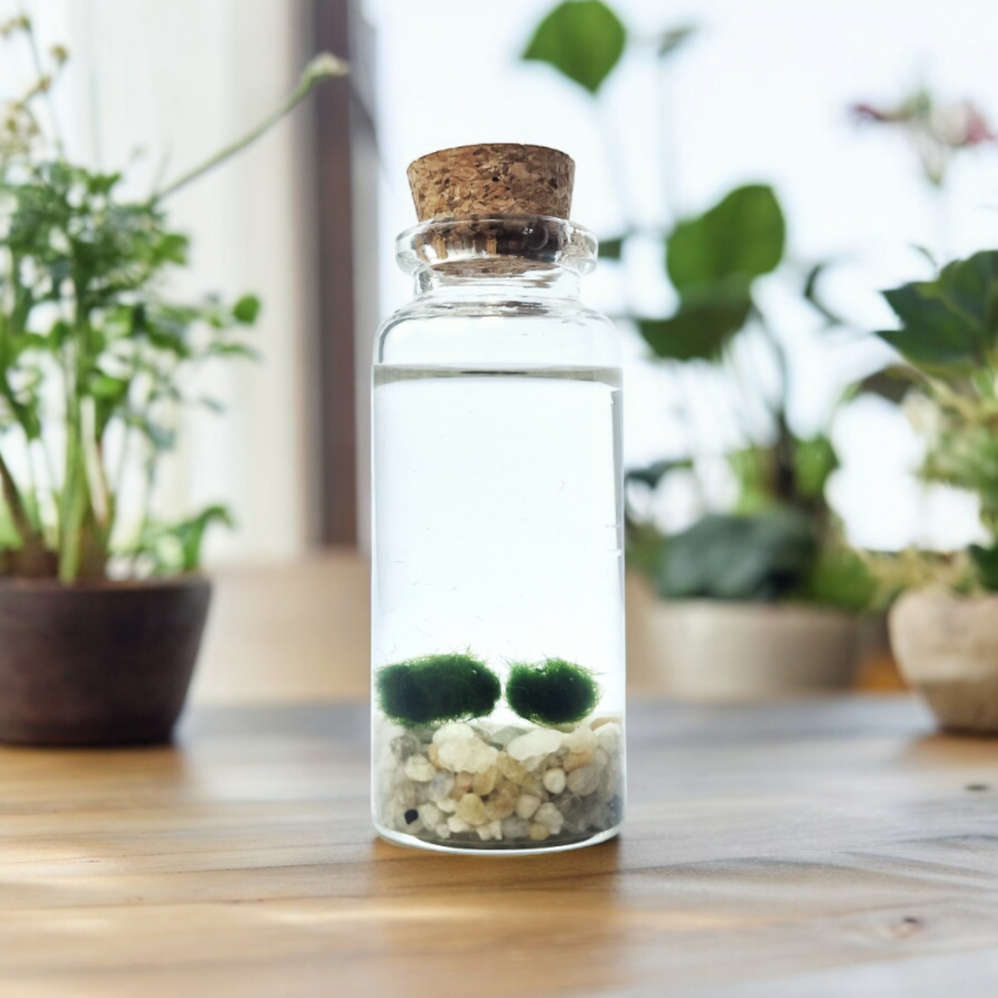 Twin Baby Marimo Moss Balls