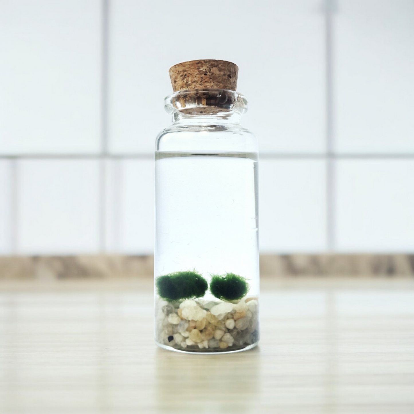 Twin Baby Marimo Moss Balls