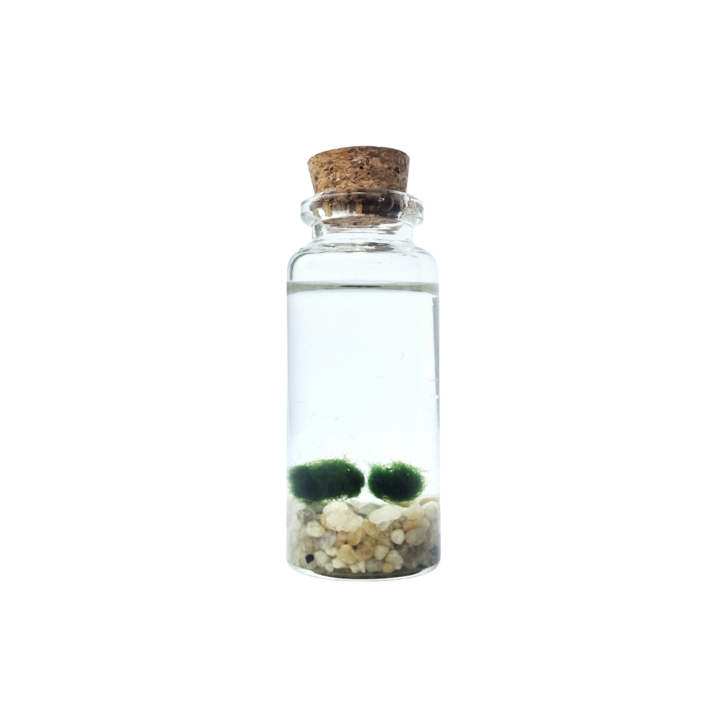 Twin Baby Marimo Moss Balls