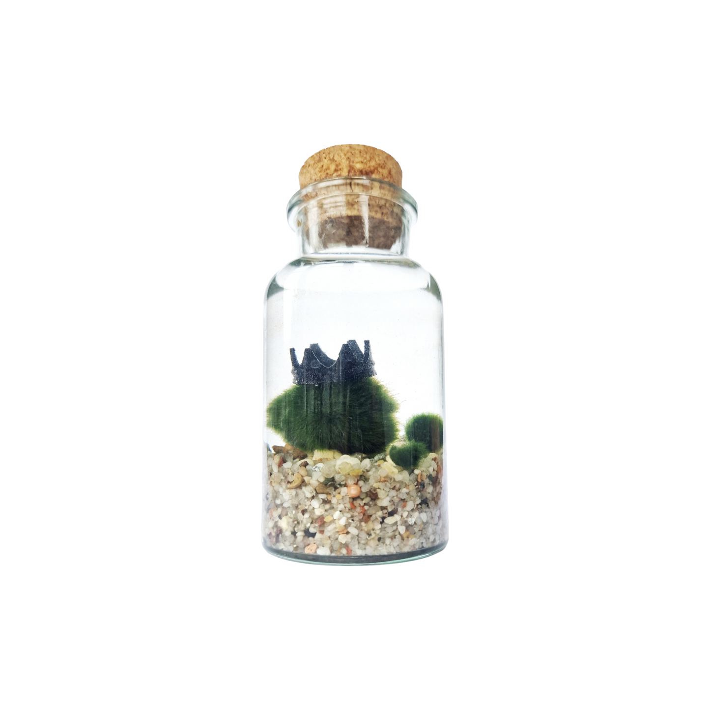 Marimo Family Triple Set