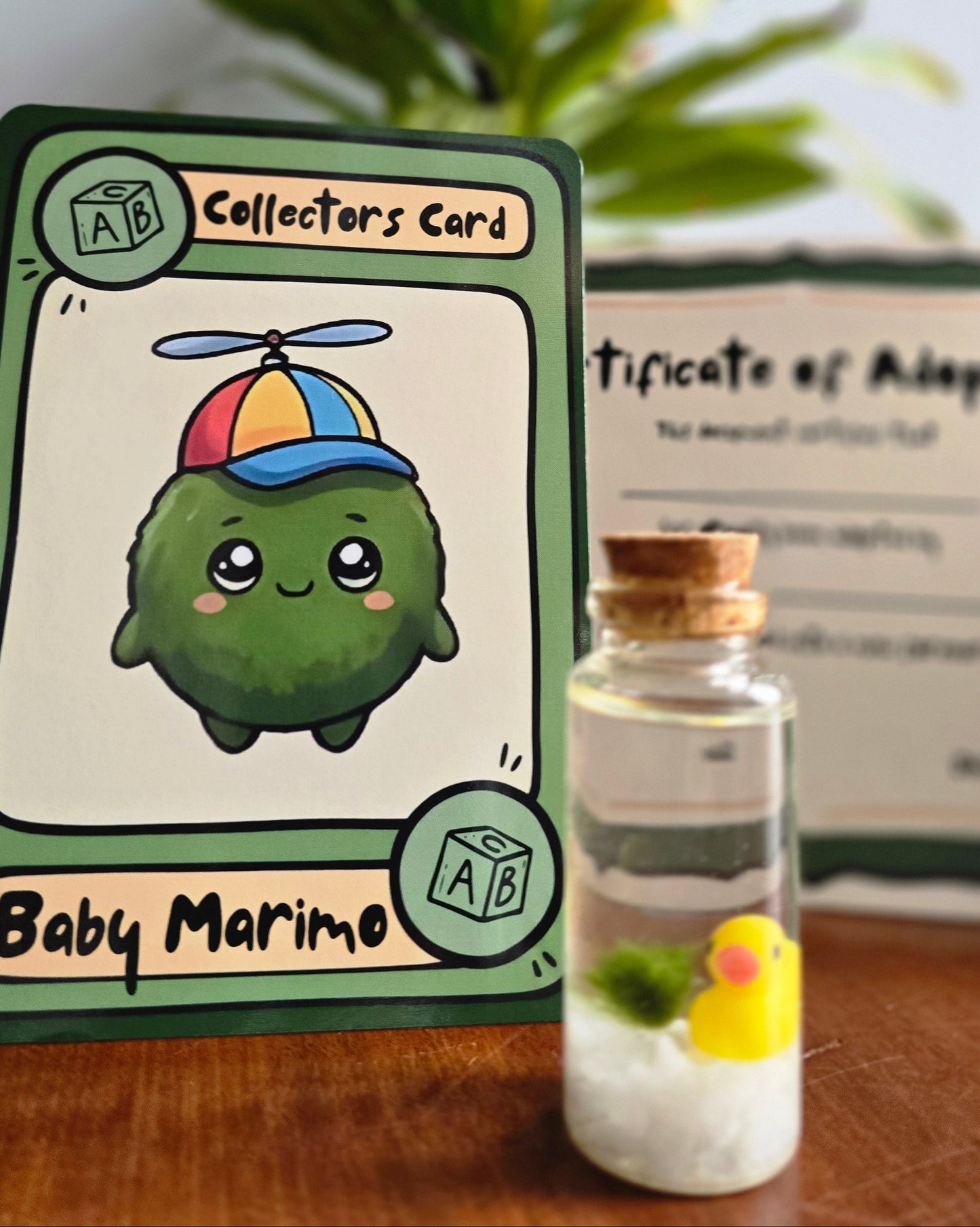 Baby Marimo with a Cute Froggy
