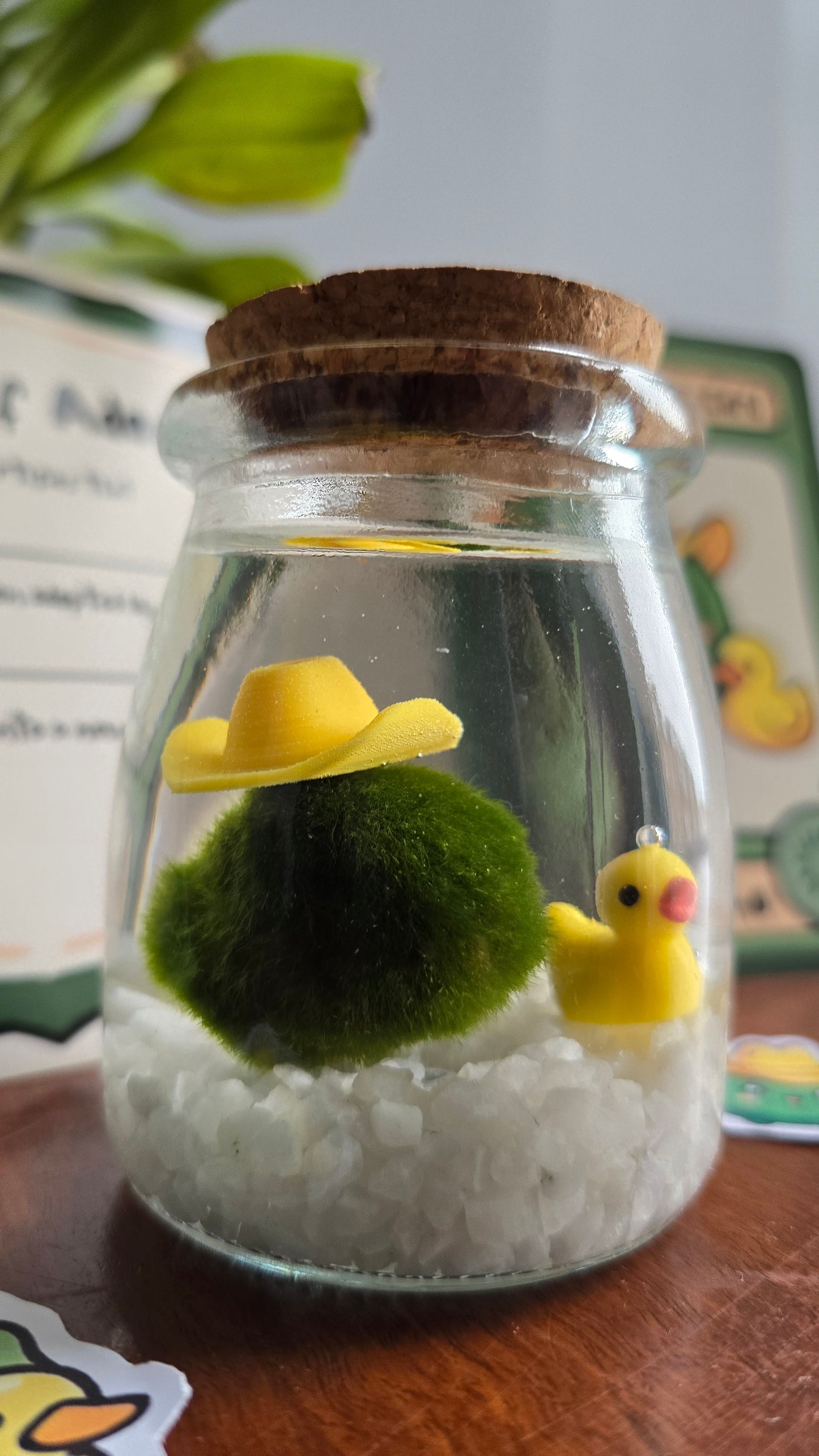 Plipp the Pond Marimo with Duckie