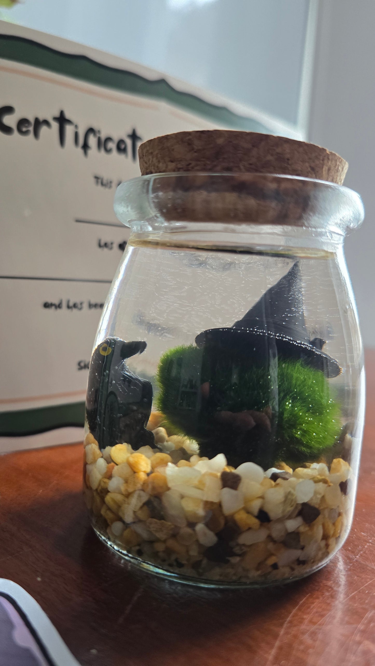 Clover the Witch Marimo
