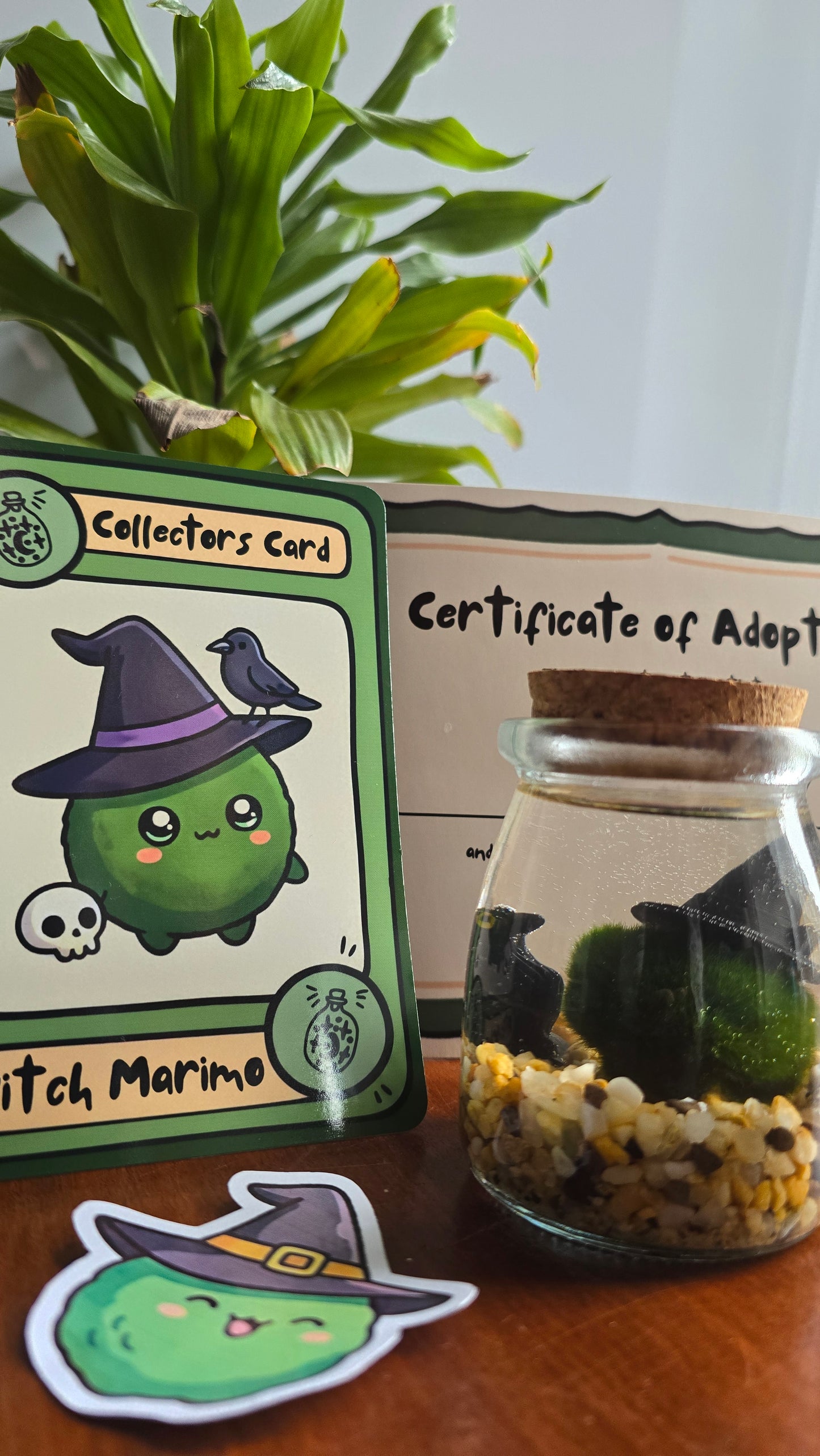 Clover the Witch Marimo